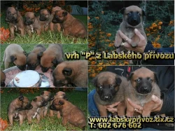 Belgický ovčák malinois s PP